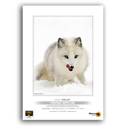 Permajet Classic FineArt Portrait White 285 A4 (25 hojas)